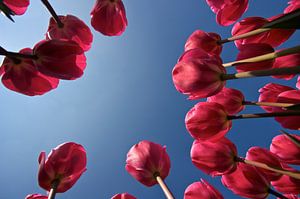 Roze tulpen