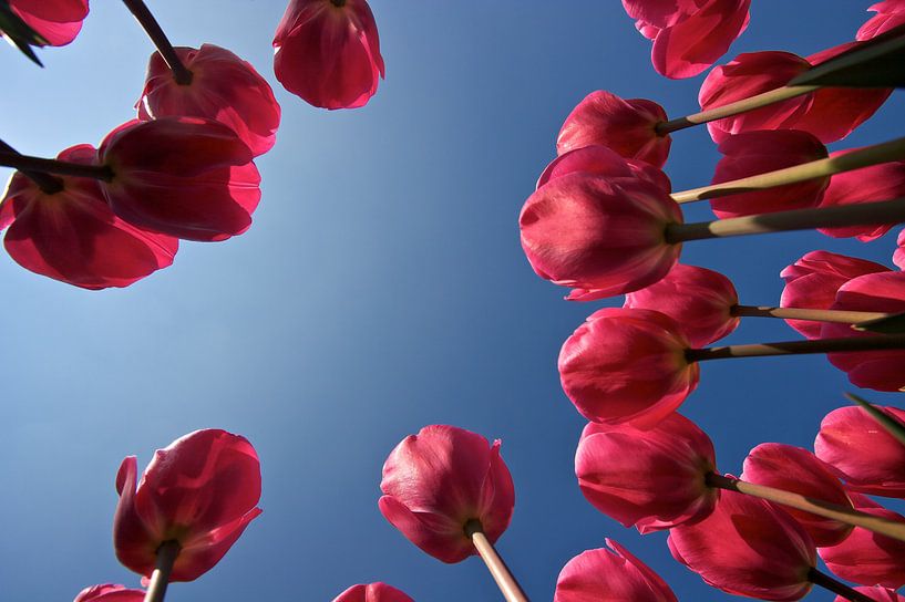 Rosa Tulpen von Ties van Veelen