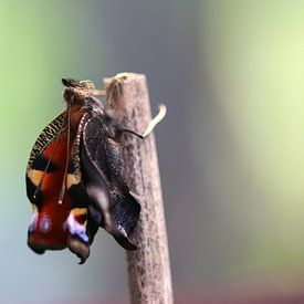 Paon du jour sur Matthias Brix