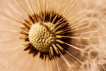 The heart of the dandelion von Ruud van Ravenswaaij