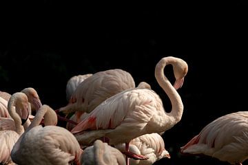 Flamingo van Michael van Eijk