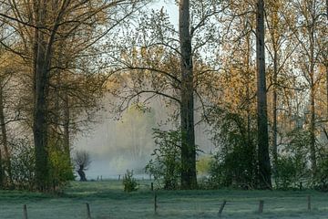 Mistige ochtend in de Vlaamse Ardennen van Sven Scraeyen
