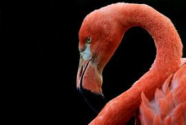 Flamingo by MSP Canvas