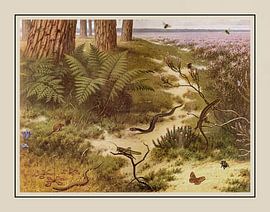 Schoolplaat M.A.  Koekkoek - "Op de Heide" van Anita Meis