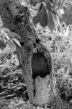 Dryade / Gesicht der Natur 