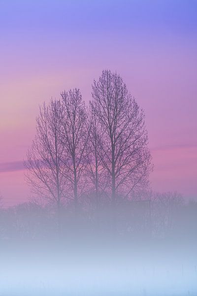 dawn mist over the grassland by Marcel Derweduwen