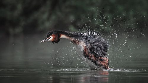 Grebe