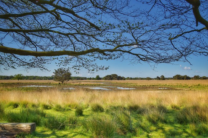 Landscape by Monique Verlouw