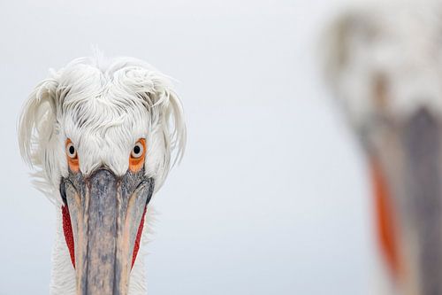 Ein intensiver Blick