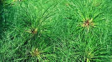 Cyprus grasses in the sunshine by Werner Lehmann