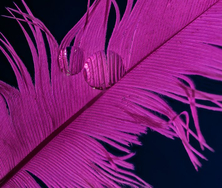 Macro abstraite de plume avec une goutte d'eau par ManfredFotos