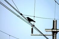 Crow on catenary by Jeroen Gutte thumbnail