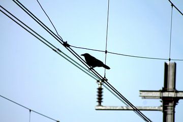 Crow on catenary by Jeroen Gutte