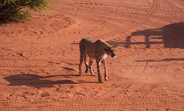 Cheetah in de Kalahari van Namibië, Afrika van Patrick Groß