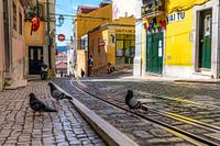 Tauben auf der Fahrgasse