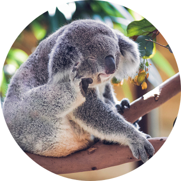 Koala van Eveline van Beusichem