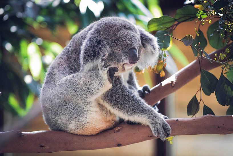 Koala von Eveline van Beusichem