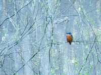 IJsvogel