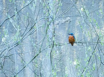 Eisvogel von Desirée de Beer