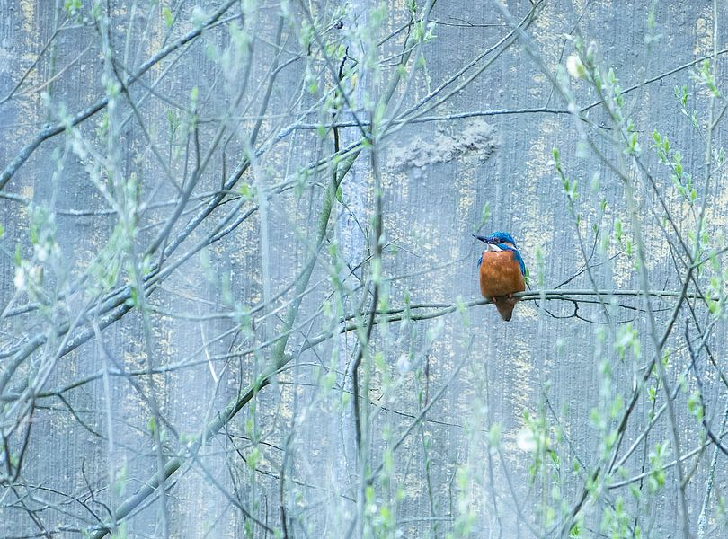 Eisvogel von Desirée de Beer