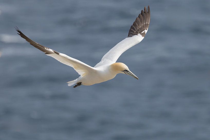 Jan van Gent in flight by Menno Schaefer