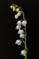 Maiglöckchen (Convallaria majalis)
