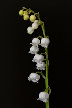 Lelietje-van-Dalen (Convallaria majalis) van Eric Wander