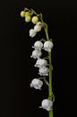 Maiglöckchen (Convallaria majalis) von Eric Wander Miniaturansicht