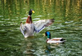 Two mallards approaching by ManfredFotos