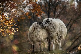 Twee schapen samen op de Brunssumerheide by Boudewijn Tempelmans