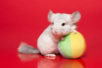 Cute chinchilla with ball on a red background by Elles Rijsdijk