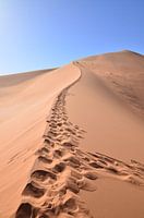 Tracks in the sand