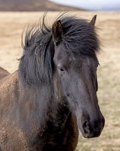 IJslander (paard) van Edwin Kooren
