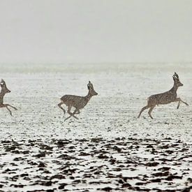 A doe buck runs through the snow. by Frans Lemmens