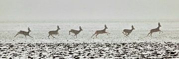 A doe buck runs through the snow.
