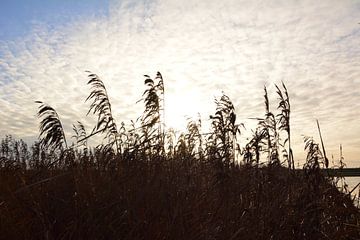 Sonnenaufgang über dem Schilf von Michael van Eijk