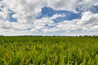 Mais veld