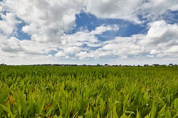 Mais veld van Jolene van den Berg