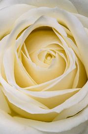 Close up of a white rose by Arie de Korte