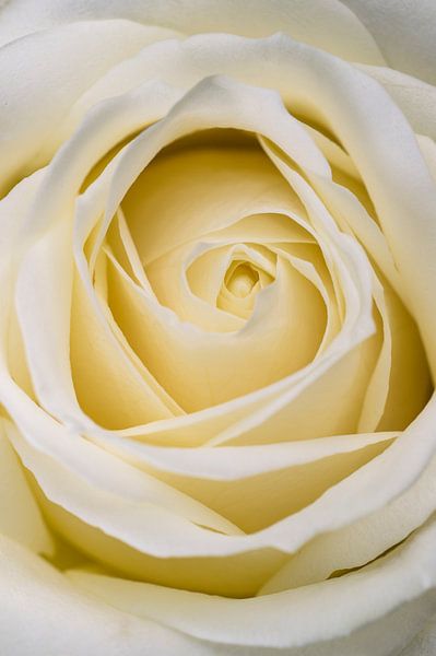 Nahaufnahme von einer weißen Rose von Arie de Korte