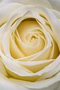 Close up van een witte roos van Arie de Korte thumbnail