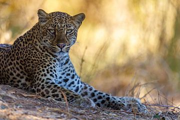 Leopard by Marco Kost
