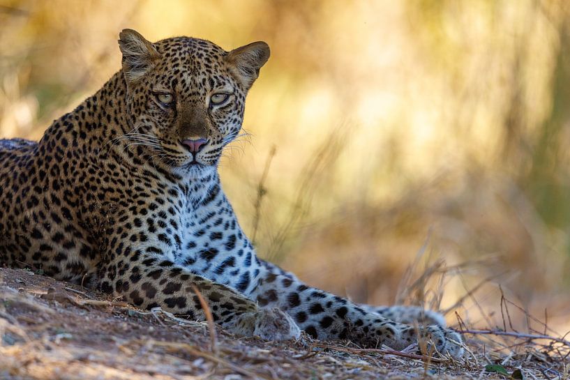 Léopard par Marco Kost