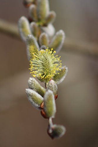 Salix, Katje.