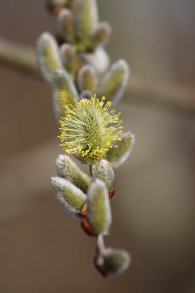 Salix, Katje. by John Kerkhofs