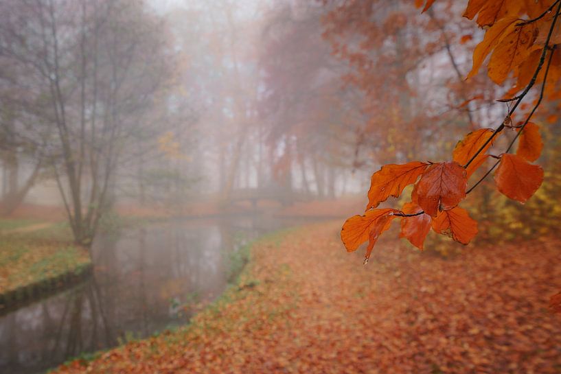 Automne et brouillard dans le Notaoristuun à Grootegast par Annie Jakobs