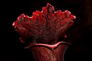 Trompetbekerplant - Sarracenia cv juthatip soper