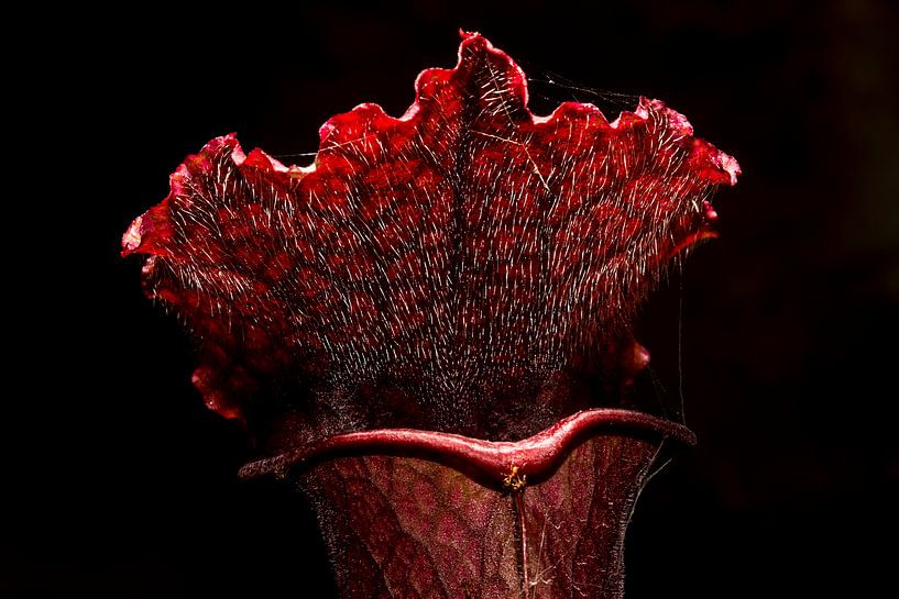 Trompetbekerplant - Sarracenia cv juthatip soper by Rob Smit