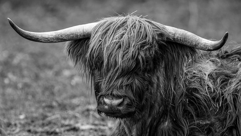 Schottisches Highland Rind von Roland Brack