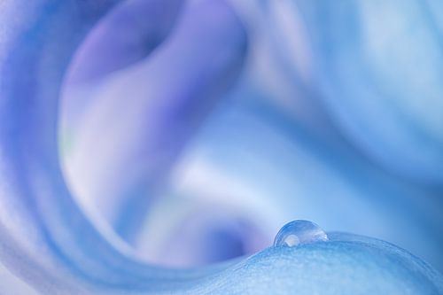 Pastelkleurige rondingen: De golvende vormen van een bloem